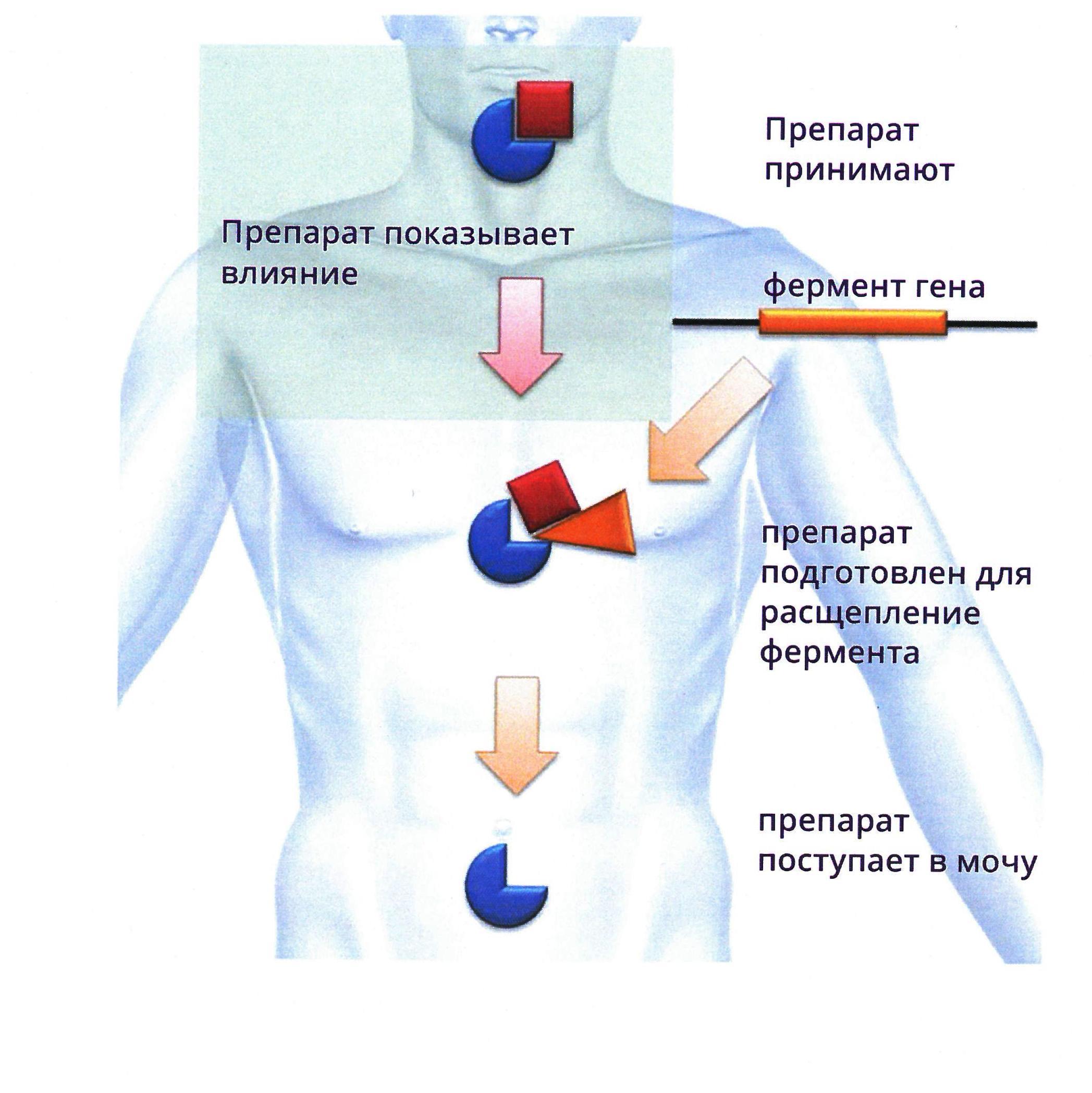 Генетическая карта здоровья